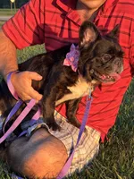 Demi, a female French Bulldog for sale in Tampa, FL – 4 of 4
