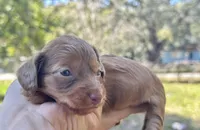 Hazel - silky hair , a female Miniature Dachshund for sale in Tampa, FL – Photo 1 of 3