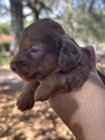 Hazel - silky hair , a female Miniature Dachshund for sale in Tampa, FL – Photo 3 of 3