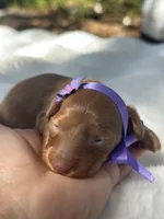 Hazel - silky hair , a female Miniature Dachshund for sale in Tampa, FL – Photo 2 of 3