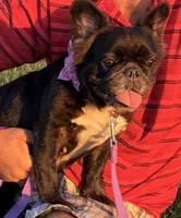 Demi, a female French Bulldog for sale in Tampa, FL – 3 of 4