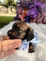 Taz, a male Miniature Dachshund for sale in Tampa, FL – 4 of 4