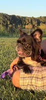 Demi, a female French Bulldog for sale in Tampa, FL – 2 of 4