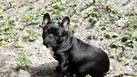 Kona, a female French Bulldog for sale in Tampa, FL – 3 of 3