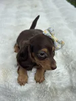 Mili, a female Miniature Dachshund for sale in Tampa, FL – 3 of 4