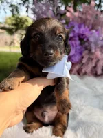 Taz, a male Miniature Dachshund for sale in Tampa, FL – 3 of 4