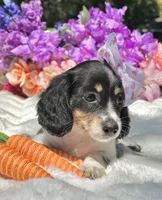 Rosabelle, a female Miniature Dachshund for sale in Tampa, FL – Photo 2 of 4