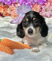Rosabelle, a female Miniature Dachshund for sale in Tampa, FL – Photo 1 of 4