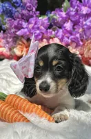 Rosabelle, a female Miniature Dachshund for sale in Tampa, FL – Photo 4 of 4