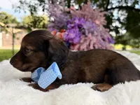 Teddy long hair , a male Miniature Dachshund for sale in Tampa, FL – 4 of 4