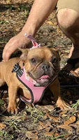 Moja, a female French Bulldog for sale in Tampa, FL – 4 of 5