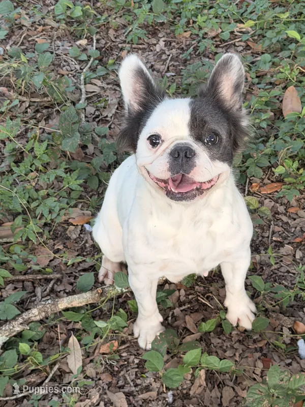 Luna  – French Bulldog puppy for sale in Tampa, FL