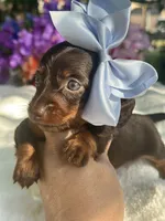 Zuri, a female Miniature Dachshund for sale in Tampa, FL – 3 of 3