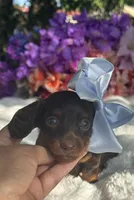 Zuri, a female Miniature Dachshund for sale in Tampa, FL – 1 of 3