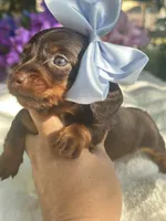 Zuri, a female Miniature Dachshund for sale in Tampa, FL – 2 of 3