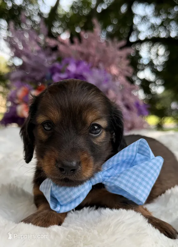 Teddy long hair  – Miniature Dachshund puppy for sale in Tampa, FL