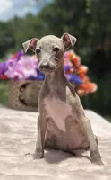 Merlin, a male Italian Greyhound for sale in Tampa, FL – Photo 4 of 4