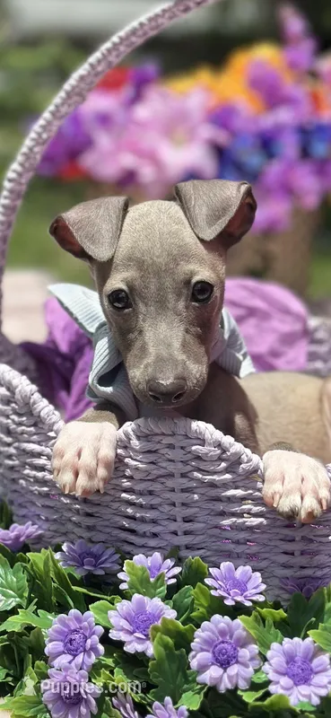 Merlin, a male Italian Greyhound for sale in Tampa, FL – Photo 1 of 4