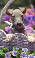 Merlin, a male Italian Greyhound for sale in Tampa, FL – Photo 3 of 4