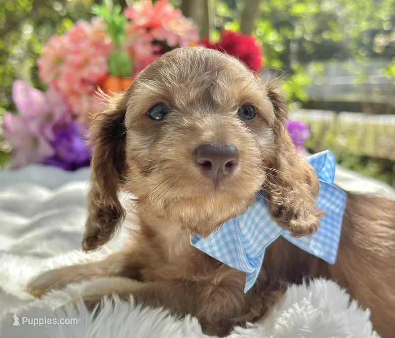Roux – Miniature Dachshund puppy for sale in Tampa, FL