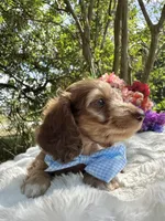 Roux, a male Miniature Dachshund for sale in Tampa, FL – Photo 4 of 4