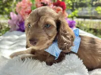 Roux, a male Miniature Dachshund for sale in Tampa, FL – Photo 2 of 4