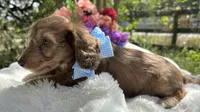 Roux, a male Miniature Dachshund for sale in Tampa, FL – Photo 3 of 4