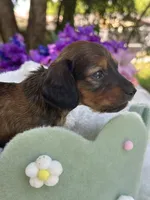 Rowan, a male Miniature Dachshund for sale in Tampa, FL – 4 of 4