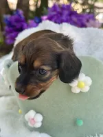 Rowan, a male Miniature Dachshund for sale in Tampa, FL – 2 of 4