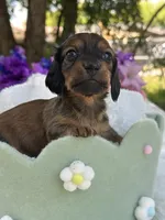 Rowan, a male Miniature Dachshund for sale in Tampa, FL – 3 of 4
