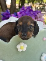 Rowan, a male Miniature Dachshund for sale in Tampa, FL – 1 of 4
