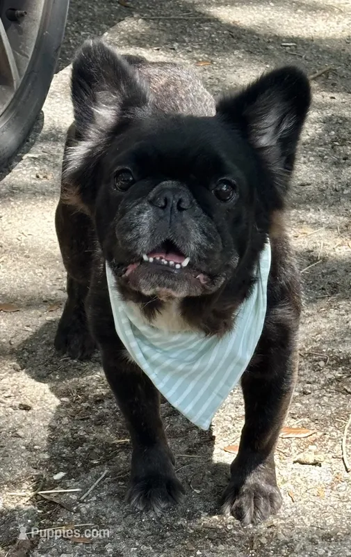 Demi – French Bulldog puppy for sale in Tampa, FL