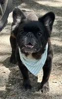 Demi, a female French Bulldog for sale in Tampa, FL – 1 of 2
