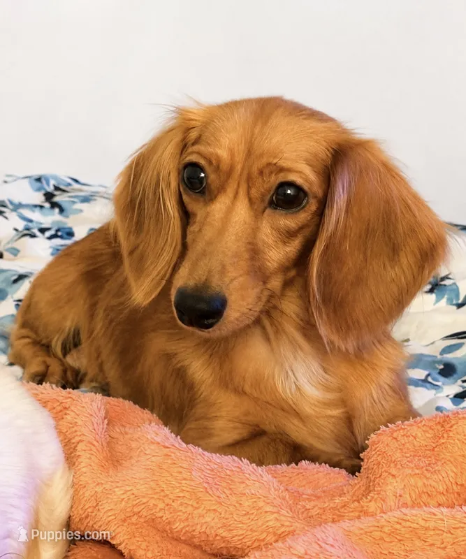 Honey – Miniature Dachshund puppy for sale in Tampa, FL