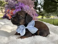 Taz, a male Miniature Dachshund for sale in Tampa, FL – 2 of 4