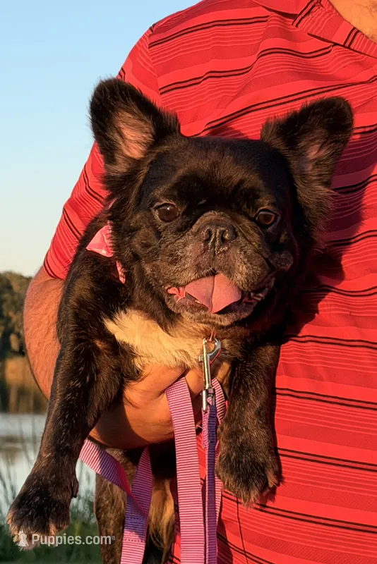 Demi – French Bulldog puppy for sale in Tampa, FL