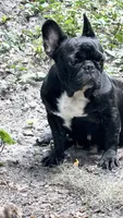 Kona, a female French Bulldog for sale in Tampa, FL – 2 of 3