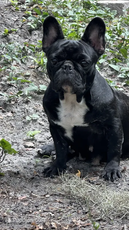 Kona – French Bulldog puppy for sale in Tampa, FL