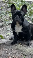 Kona, a female French Bulldog for sale in Tampa, FL – 1 of 3