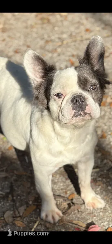 Luna  – French Bulldog puppy for sale in Tampa, FL
