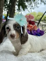 Mila, a female Miniature Dachshund for sale in Tampa, FL – 3 of 3