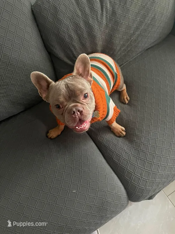 Chato  – French Bulldog puppy for sale in Tampa, FL