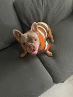 Chato , a male French Bulldog for sale in Tampa, FL – 1 of 2