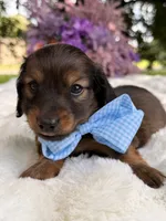 Teddy long hair , a male Miniature Dachshund for sale in Tampa, FL – 3 of 4