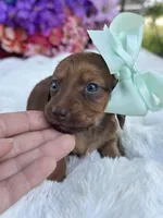 Blossom, a female Miniature Dachshund for sale in Tampa, FL – 3 of 5