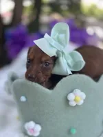 Blossom, a female Miniature Dachshund for sale in Tampa, FL – 4 of 5