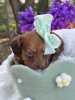 Blossom, a female Miniature Dachshund for sale in Tampa, FL – 5 of 5