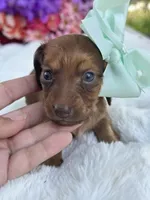 Blossom, a female Miniature Dachshund for sale in Tampa, FL – 2 of 5