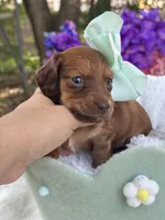 Blossom, a female Miniature Dachshund for sale in Tampa, FL – 1 of 5