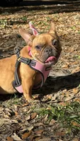 Moja, a female French Bulldog for sale in Tampa, FL – 1 of 5
